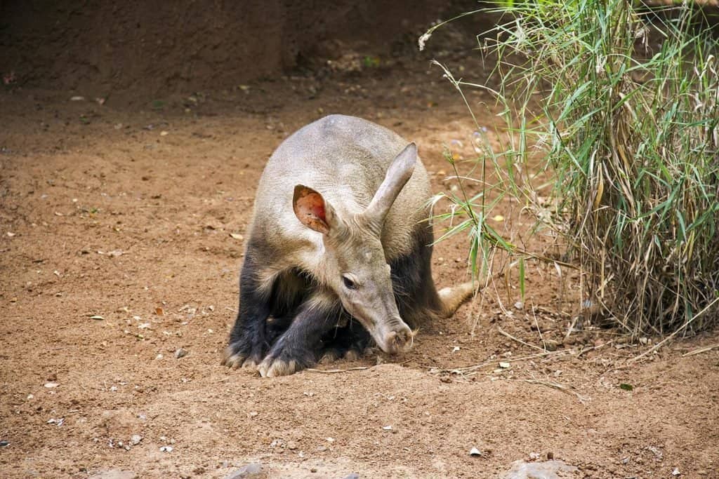 Aardvarks ăn gì? 4 món ăn yêu thích của họ
