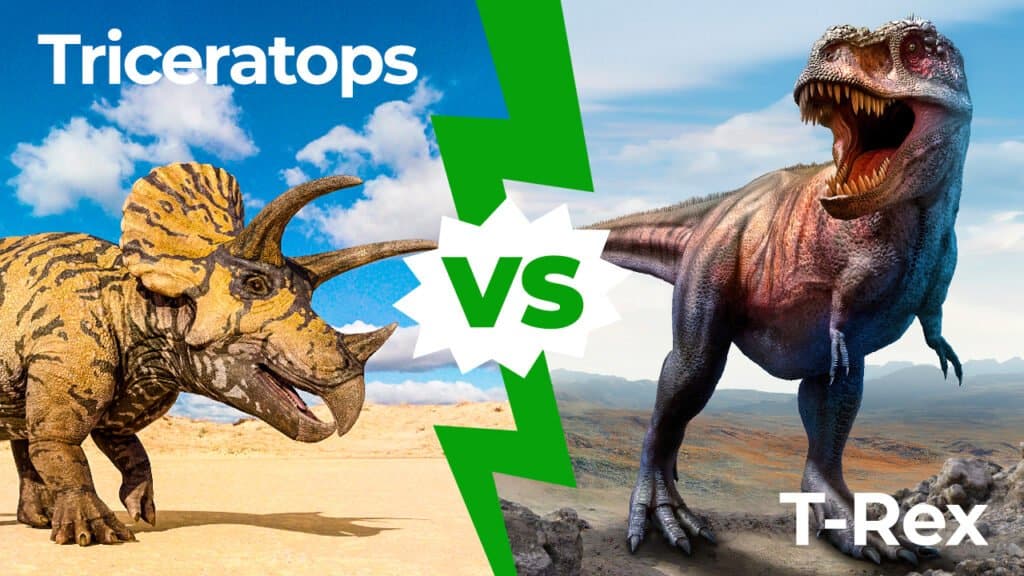 Triceratops vs T-Rex: тулалдаанд хэн ялах вэ?