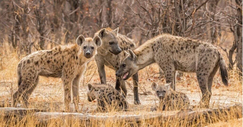 Hyenas ياخشى ئەرمەك ھايۋانلارنى قىلامدۇ؟ پەقەت قۇرامىغا يەتكەنگە قەدەر