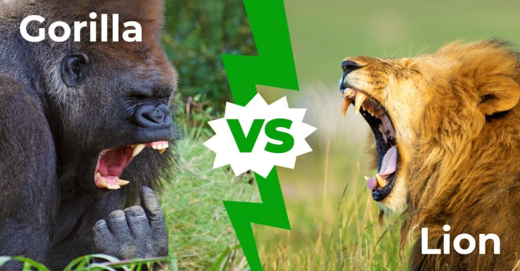 Gorilla vs Lion- တိုက်ပွဲမှာ ဘယ်သူအနိုင်ရမလဲ။