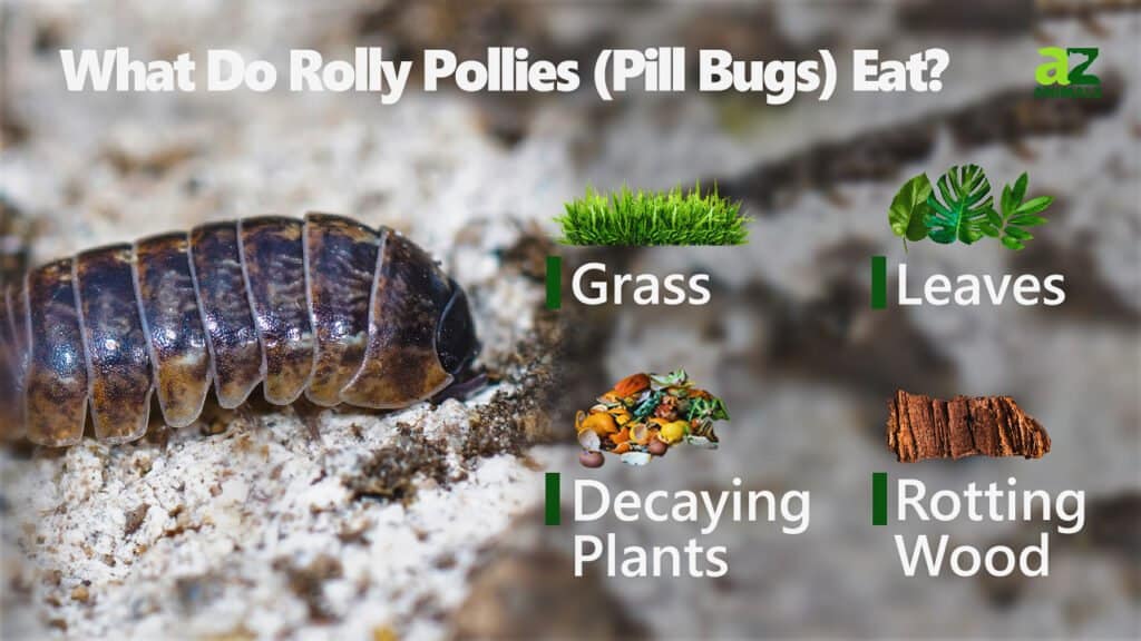 რას ჭამენ Rolly Pollies?