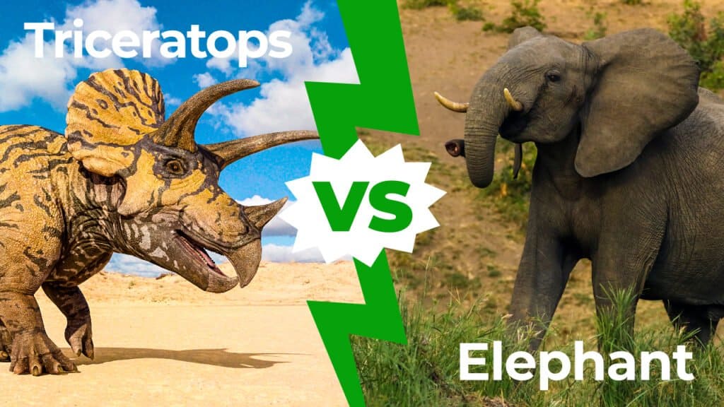 Triceratops proti slonu: kdo bi zmagal v boju?