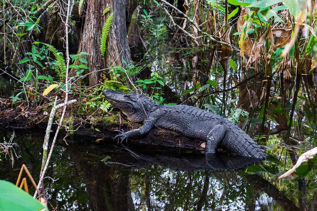Les 9 plus grands alligators de tous les temps