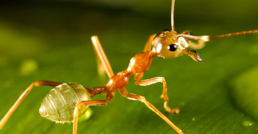 Las 10 hormigas más grandes del mundo
