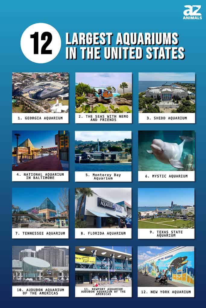 ریاستہائے متحدہ میں 12 سب سے بڑے ایکویریم