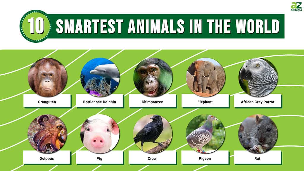 વિશ્વના 10 સૌથી સ્માર્ટ પ્રાણીઓ - 2023 રેન્કિંગ્સ અપડેટ કરવામાં આવી છે