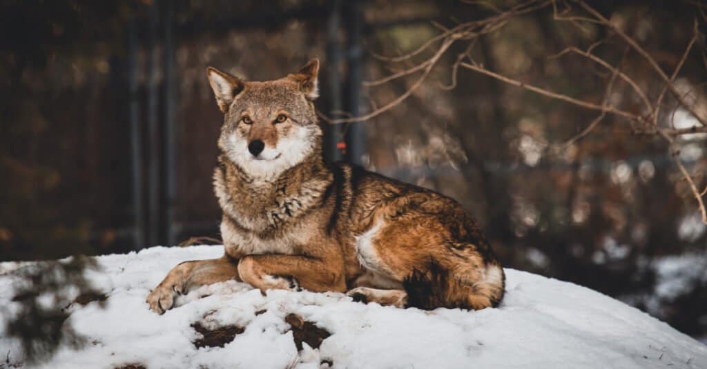 Husky vs Wolf: 8 Perbezaan Utama Dijelaskan