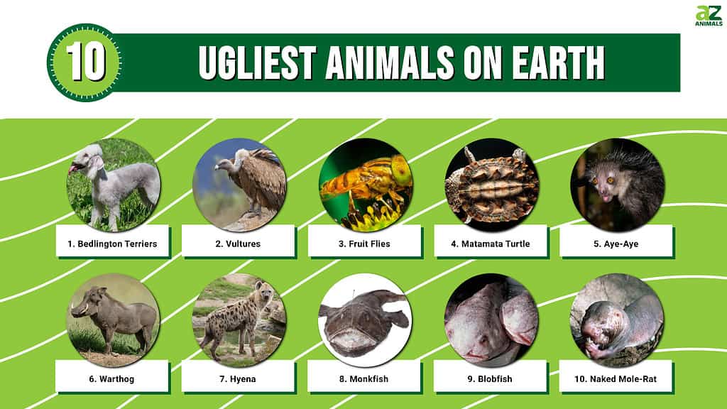10 najškaredších zvierat na svete