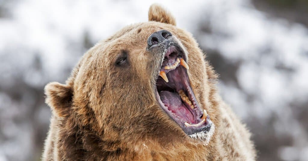 Grizzly Bear ජනගහනය ප්‍රාන්තය අනුව