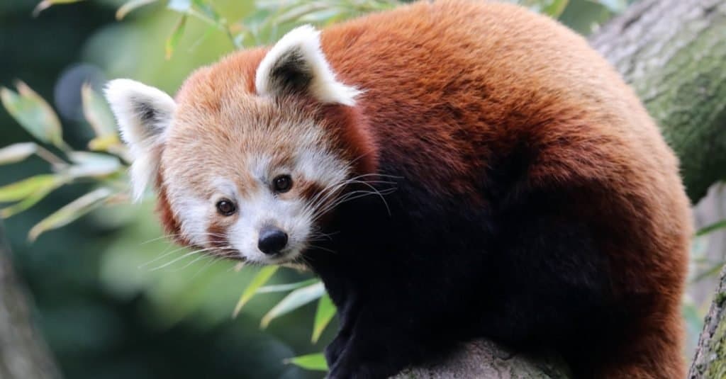 ¿Son buenos animales de compañía los pandas rojos? Tan monos pero ilegales