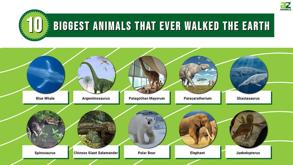 Top 10 najvećih životinja koje su ikada hodale Zemljom