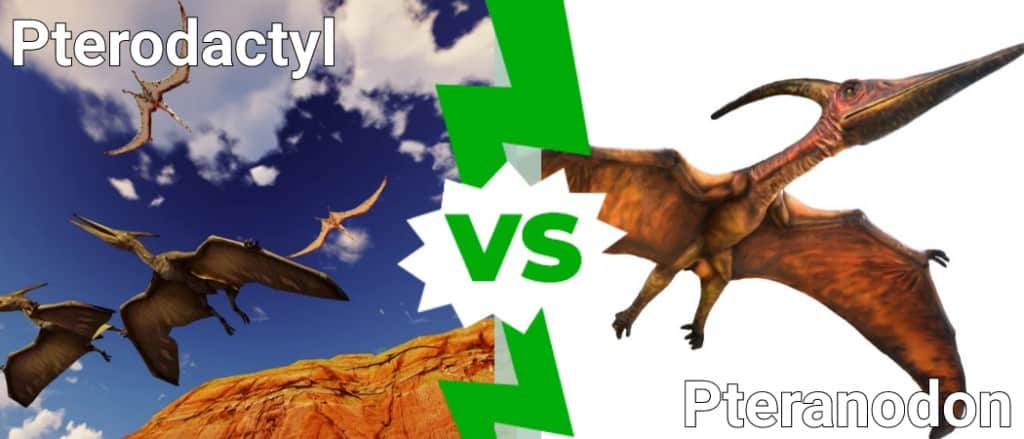 Pterodaktil eta Pteranodon: Zein da aldea?