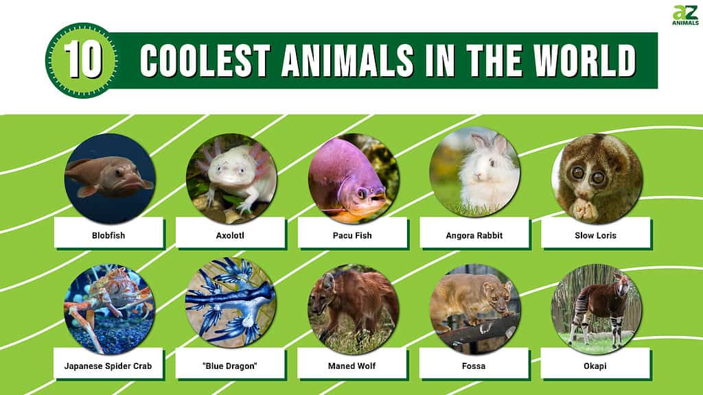 De 10 kuleste dyrene i verden