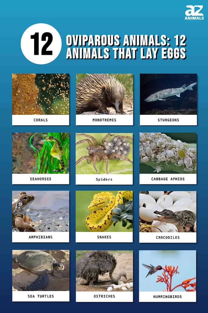 კვერცხუჯრედის ცხოველები: 12 ცხოველი, რომლებიც კვერცხებს დებენ (ზოგი გაგაოცებთ!)