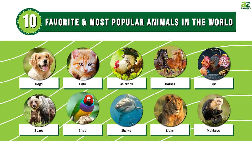 Los 10 favoritos del mundo &amp; Los animales más populares