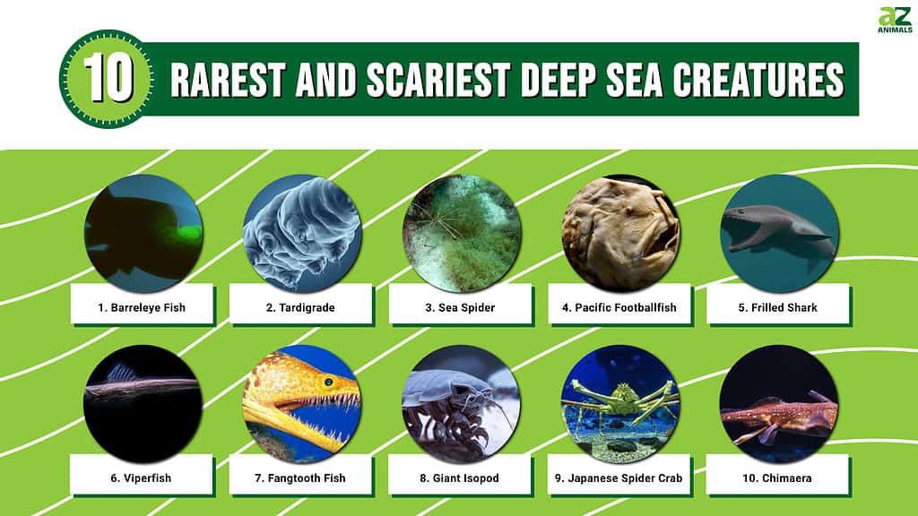 10 Creature delle profondità marine: scoprite gli animali più rari e spaventosi che si trovano sotto i mari!