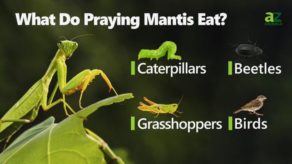 Ano ang Kinakain ng Praying Mantis?