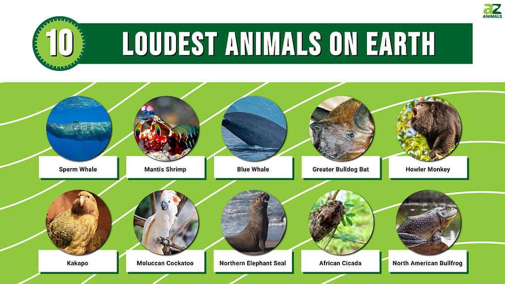 地球上で最も声の大きい動物トップ10（1位はアメージング）