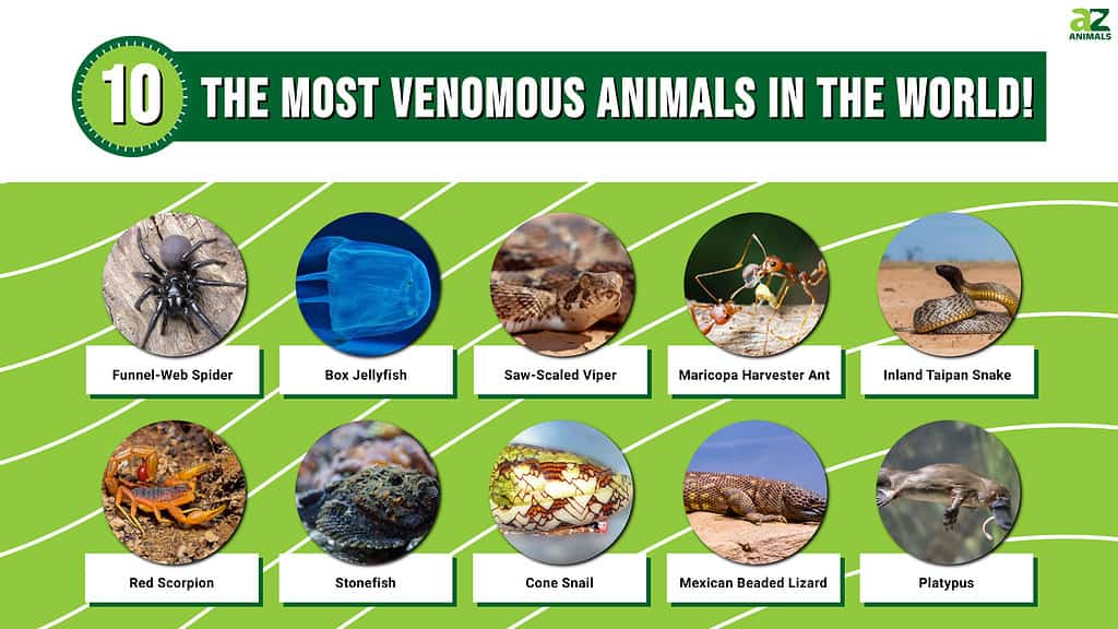 Die 10 giftigsten Tiere der Welt!
