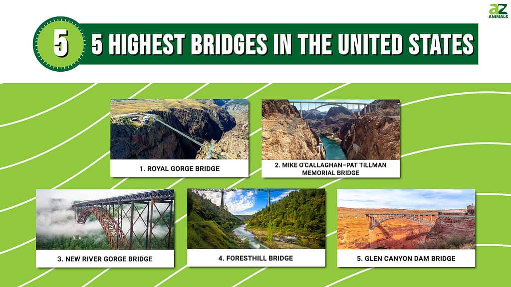 Descubra los 5 puentes más altos de Estados Unidos