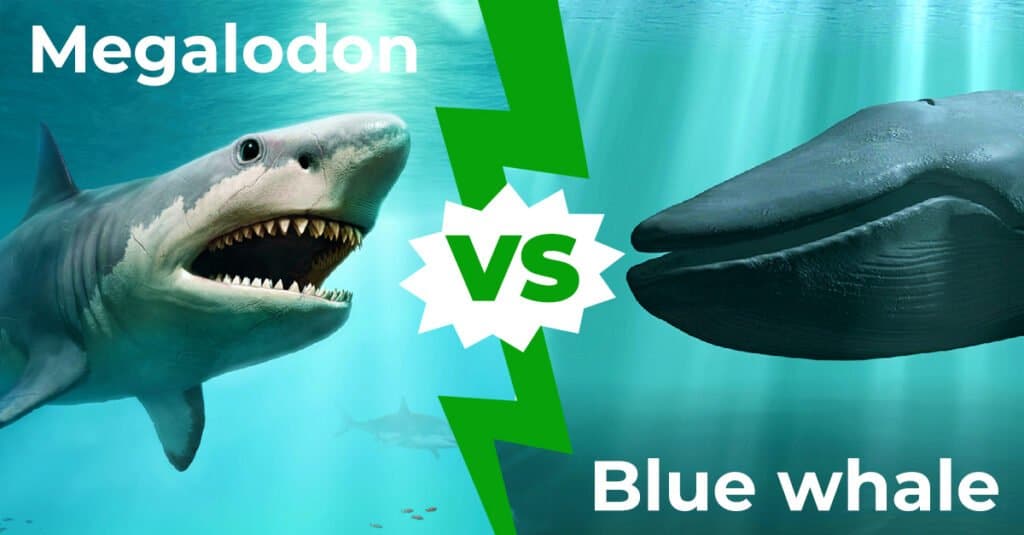 Megalodonas ir mėlynasis banginis: kas laimėtų kovą?