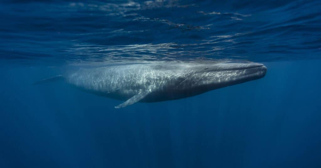Hvor mange hvaler er der tilbage i verden?
