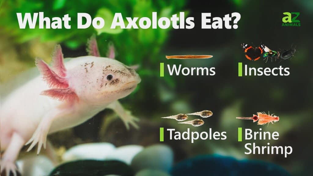 ¿Qué comen los axolotl?