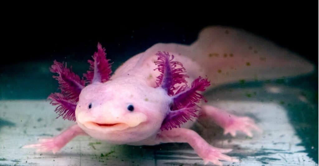 Axolotl como mascota: la guía definitiva para cuidar de su axolotl