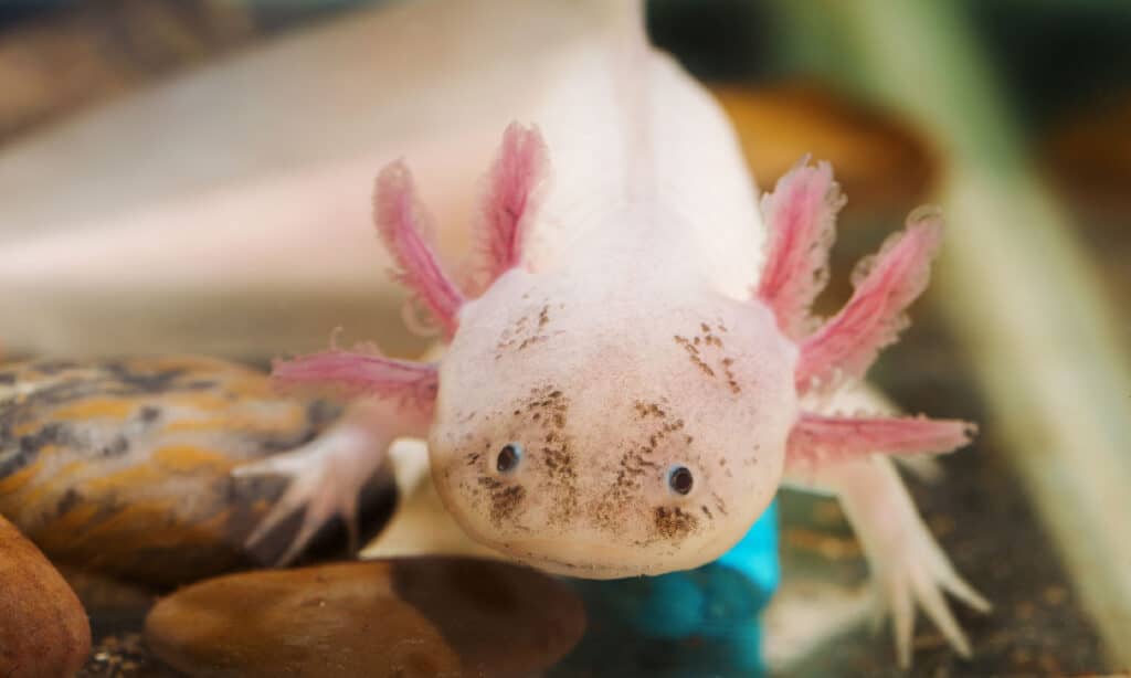 دنيا ۾ ڪيترا Axolotls آهن؟