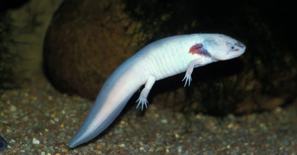 Axolotl Koloreak: Axolotl Morphs 10 motak