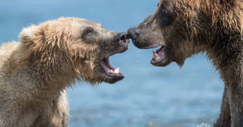 خرس‌های قطبی در مقابل خرس‌های گریزلی: کدام یک در یک مبارزه پیروز می‌شوند؟