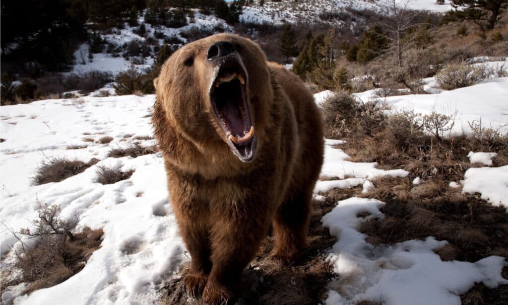 Medvjedi predatori: Što jede medvjede?