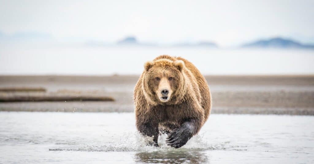 Temui Beruang Kodiak Terbesar Yang Pernah Dirakam