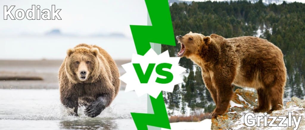 Kodiak vs Grizzly: Koja je razlika?