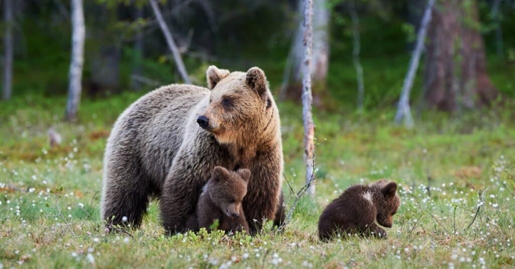 Er bjørne i familie med hunde?
