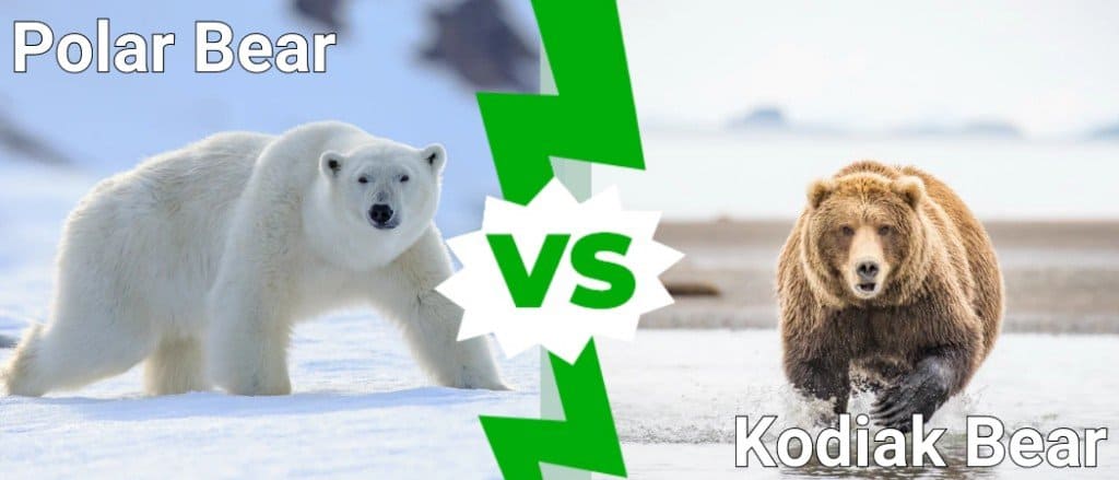 Polarni medvjed protiv medvjeda Kodiak: 5 ključnih razlika