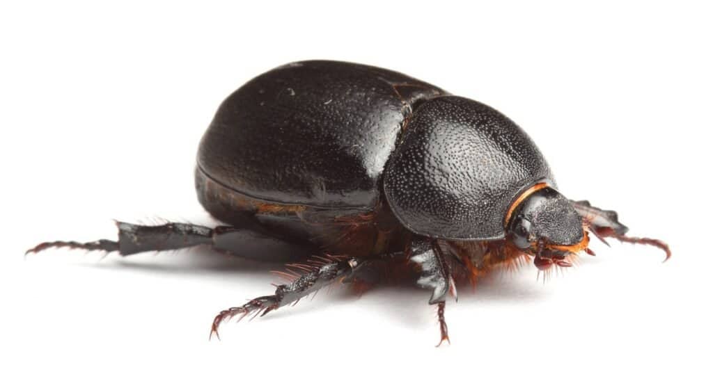 The Egyptian Beetle: 10 Fakta Scarab Yang Akan Mengejutkan Anda