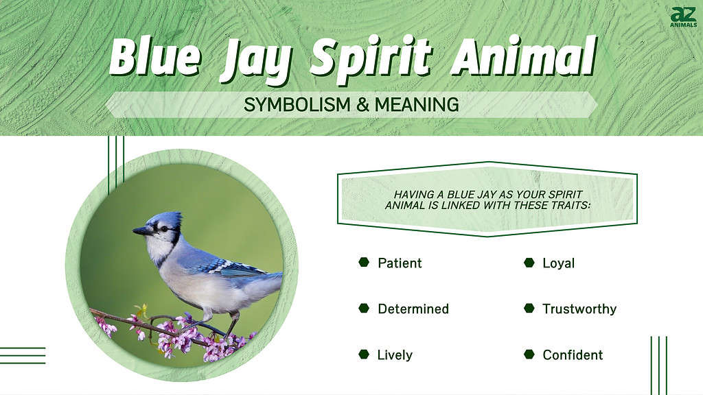 Blue Jay Spirit Animal Sinbologia &amp; Esanahia