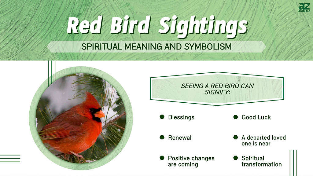 Observationer av röda fåglar: andlig innebörd och symbolik