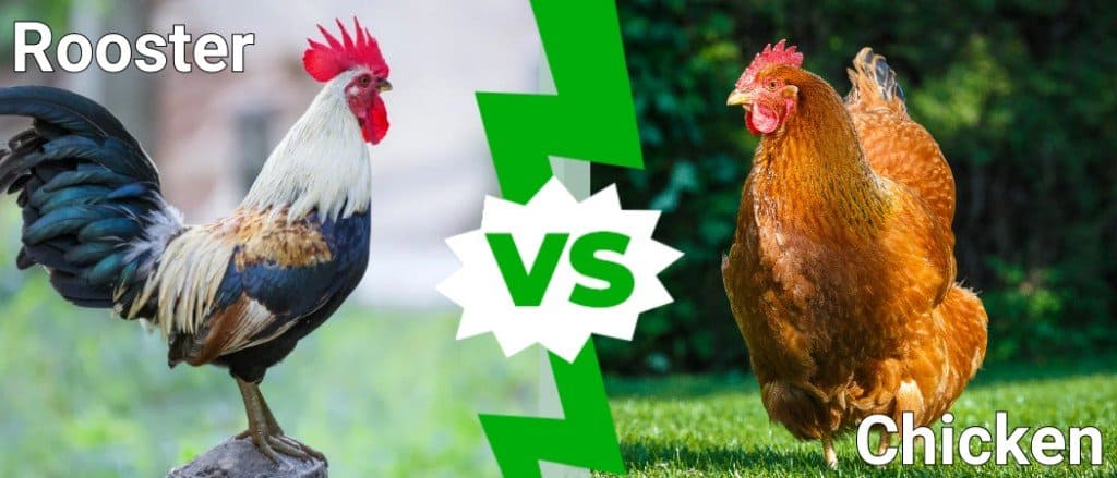 Rooster vs Chicken: ຄວາມແຕກຕ່າງແມ່ນຫຍັງ?