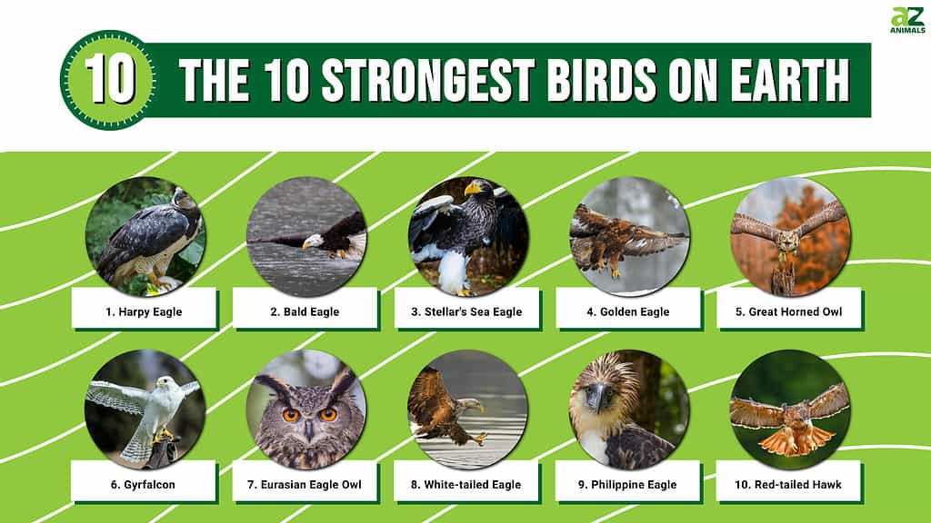 Երկրի 10 ամենաուժեղ թռչունները և որքան կարող են նրանք բարձրացնել