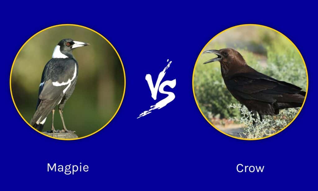 Magpie vs Crow: อะไรคือความแตกต่าง?