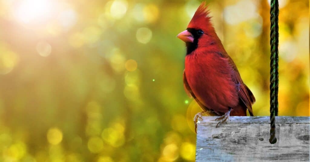 Simbolisme dan Makna Hewan Roh Kardinal