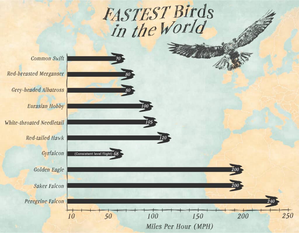 Las 10 aves más rápidas del mundo