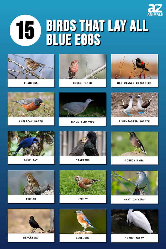 15 uccelli che depongono tutti uova blu