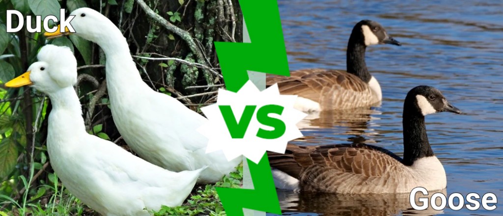 Itik vs Angsa: 5 Perbezaan Utama untuk Burung Ini!