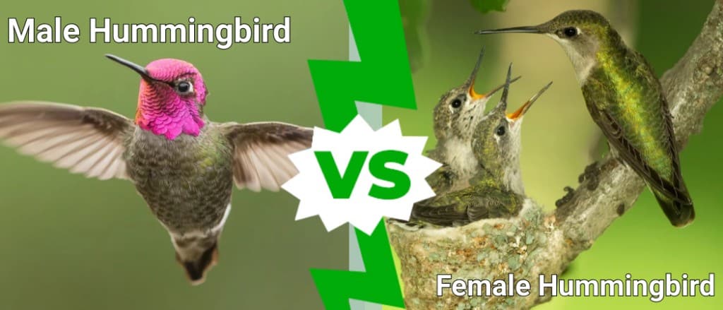 Macho y hembra de colibrí: ¿cuáles son las diferencias?