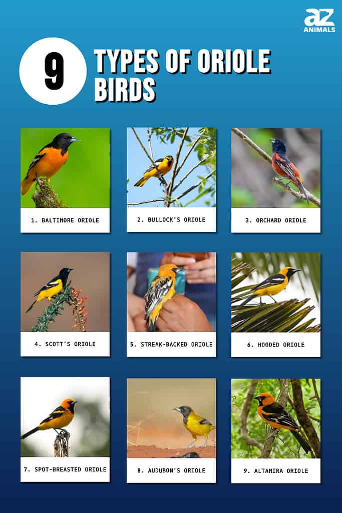 Lihat Semua 9 Jenis Burung Oriole
