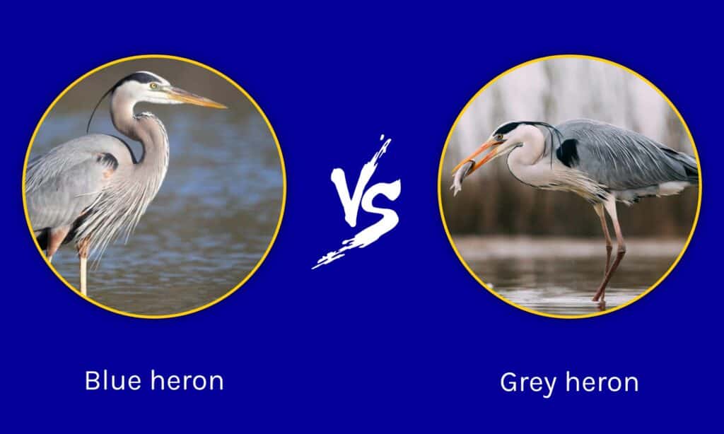 Heron cenușiu vs Heron albastru: Care sunt diferențele?