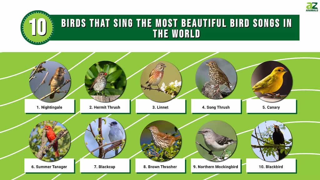 10 pájaros que cantan: los cantos más bellos del mundo